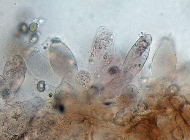 Psathyrella hirtosquamulosa   (Peck)   A. H. Smith